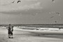 Bird Island