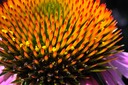 Coneflower