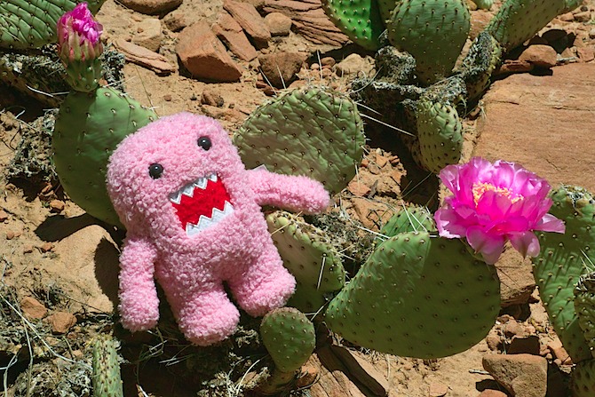 domo-vs-cactus