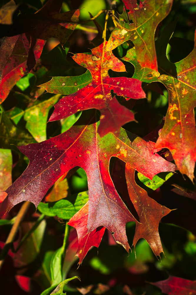 oak leaves